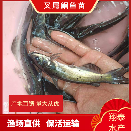 南宁叉尾鮰鱼苗 叉尾鱼苗，长期供应优良鱼苗，场地直销欢迎订购。