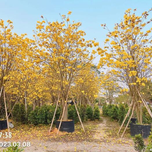揭阳丛生多花黄花风铃木，别墅景区园区，行道树，公园，