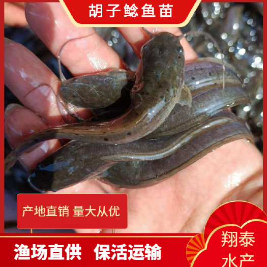 南宁胡子鲶鱼苗，长期供应优良鱼苗，场地直销欢迎订购。
