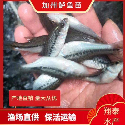南宁加州鲈鱼苗，快大易养无病无伤行条好。提供技术指导，欢迎订购。