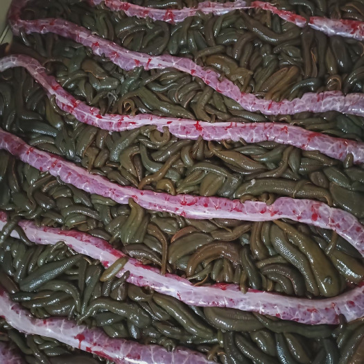 琼中县菲牛蛭.金边蚂蝗.吸血蚂蝗