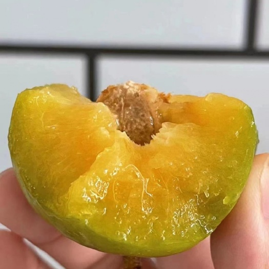 镇宁县贵州六马蜂糖李