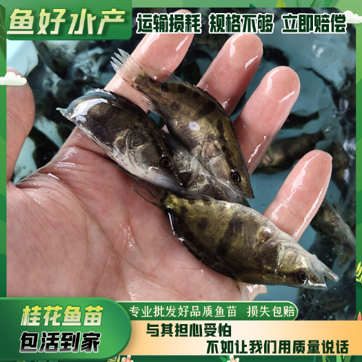 广州桂花鱼苗/桂鱼苗/鳜鱼苗  专业批发/严格把控质量