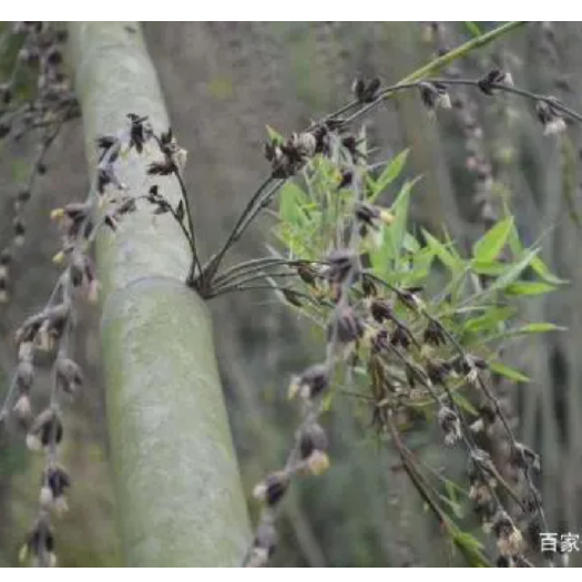 镇雄县罗汉竹竹米