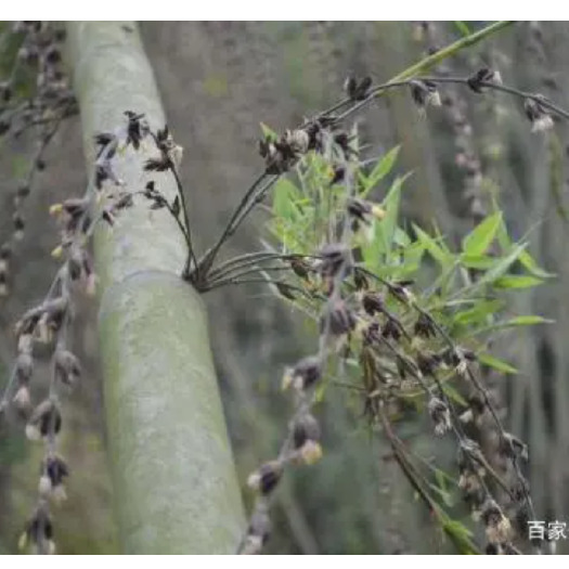 镇雄县罗汉竹竹米