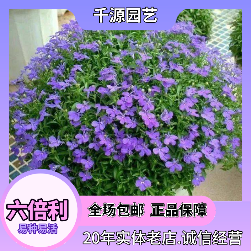 沭阳县六倍利种子花卉盆栽易活爆盆室内外观植物四季开花种籽子庭院阳台