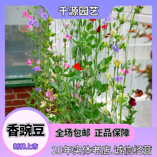 沭阳县香豌豆种子爬藤花豌豆花卉种子四季公园阳台庭院室内易种易活