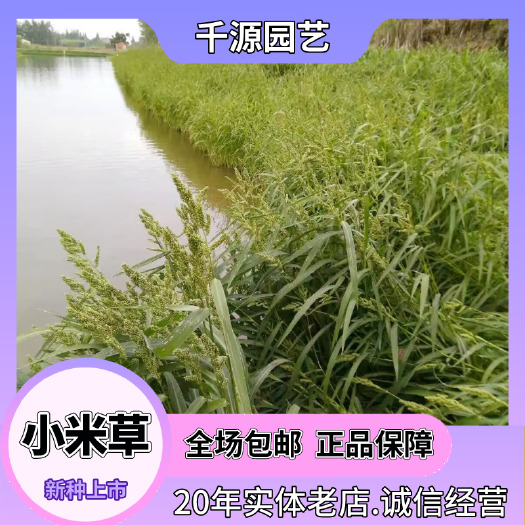 沭阳县小米草种子耐高温耐水淹养鱼专用草种鱼蟹小龙虾草种籽池塘水稻田