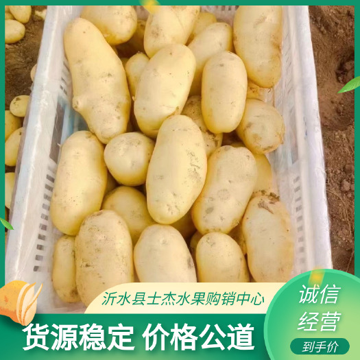 沂水县山东土豆产地，山东土豆价格，荷兰十五土豆批发