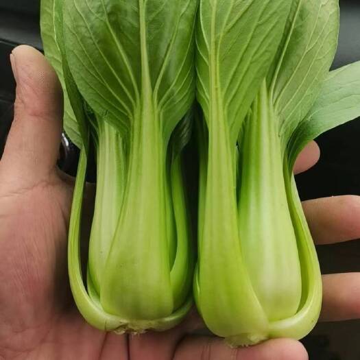 曹县精品上海青油菜货发全国各地价格低品质高