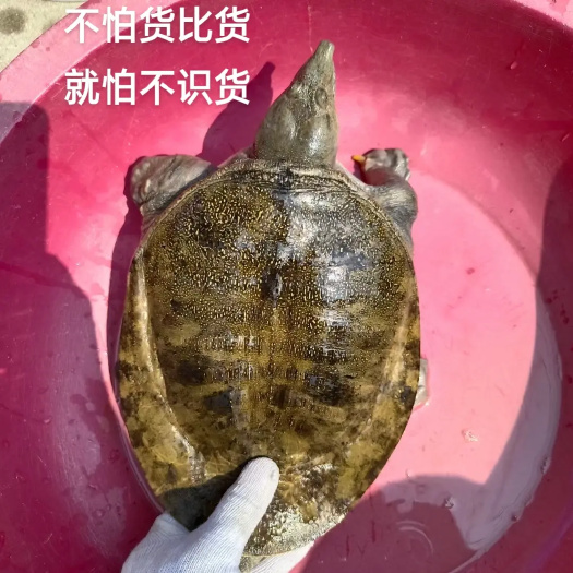 小溪冷水甲鱼