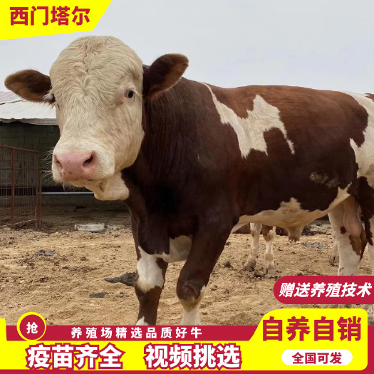 山东郓城县西门塔尔牛肉牛 买十送一 万头肉牛任意挑选 全国免费运输