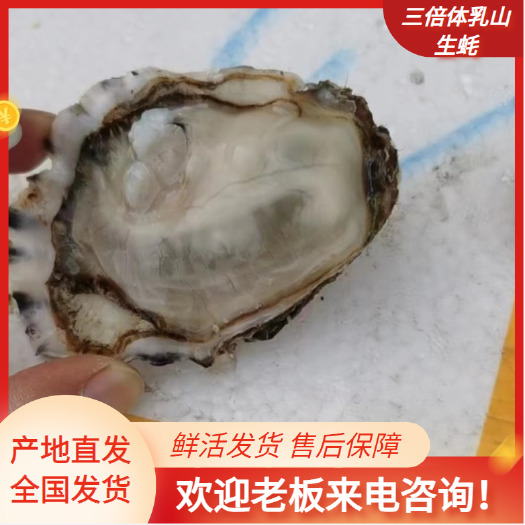 广州精品生蚝