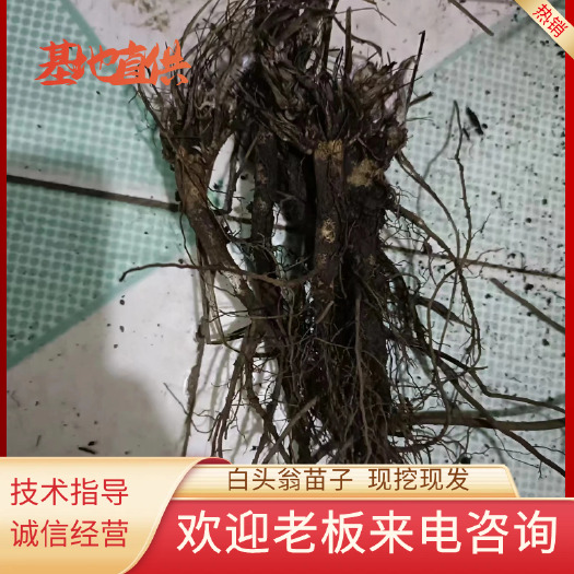 清原县白头翁二年苗子