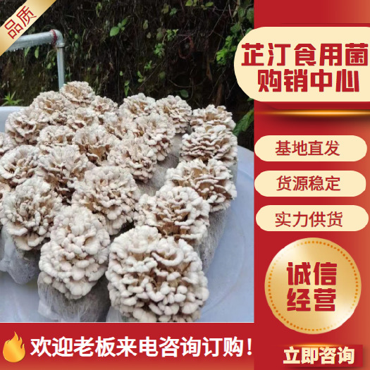 仙桃市湖北仙桃干品白参菌批发 食用菌基地直供 优质食材