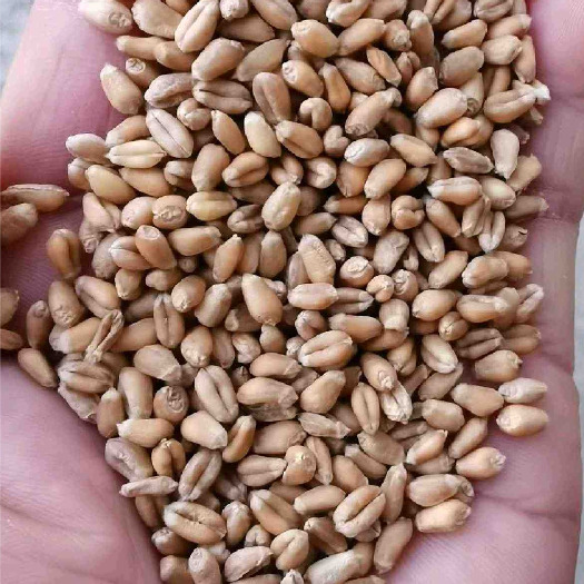 新小麦，2023普麦，小麦预售。