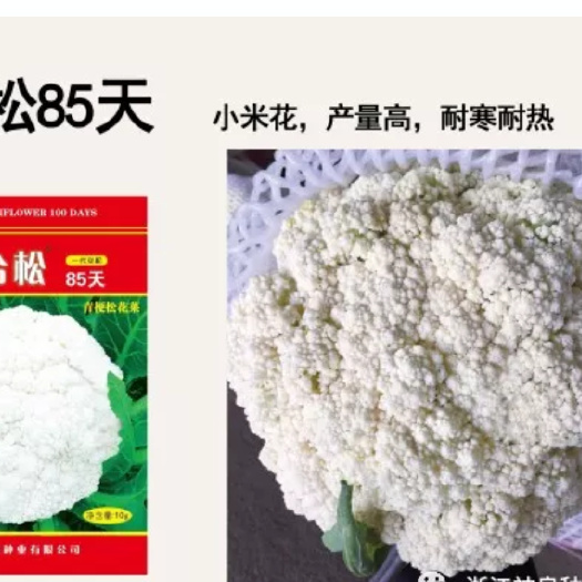 台松85天100天松花菜细米有机菜种子