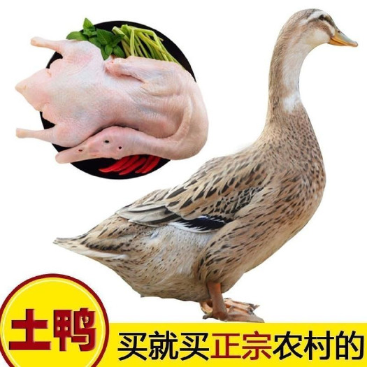 阳新县阳新县农村散养土鸭