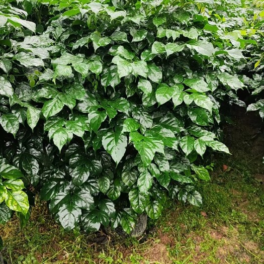 开平市海南菜豆树 新品种独杆