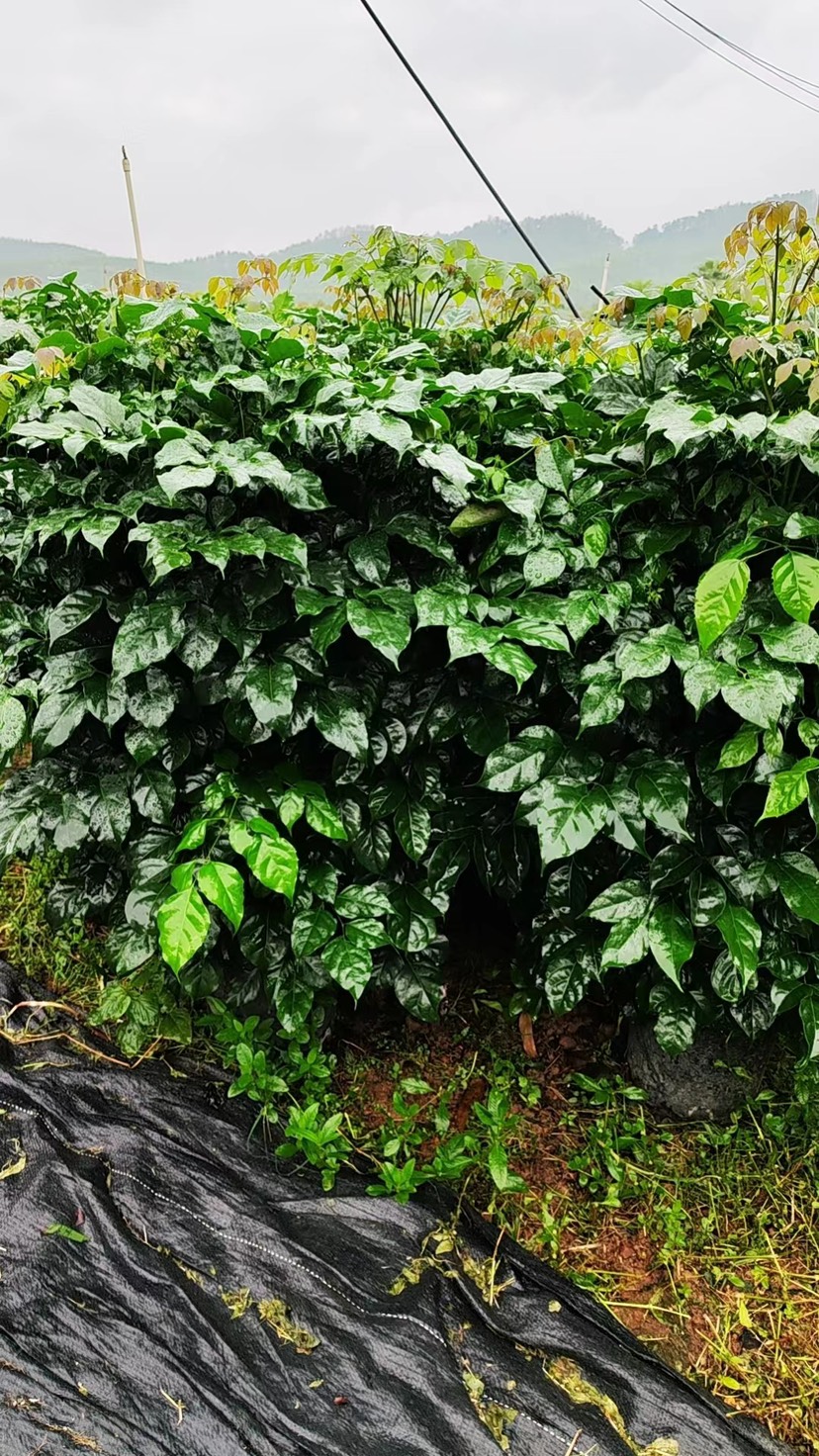 开平市海南菜豆树  新品种绿宝树32盆！1米左右高度！没出地根！