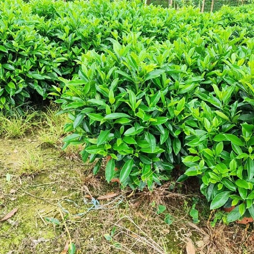 开平市非洲茉莉，基地直销！批发量大从优，档口精品密度高