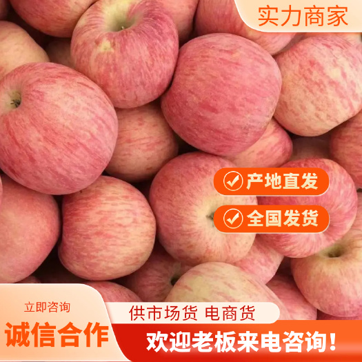 红富士苹果  【产地直销  一手货源】全国发货