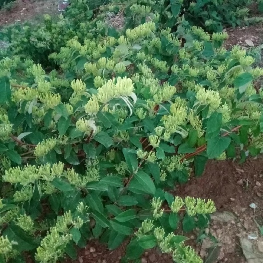西安金银花
