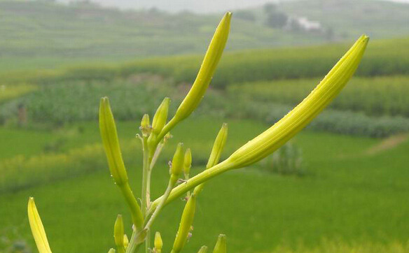 祁东县黄花菜