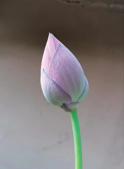 祁阳市荷花