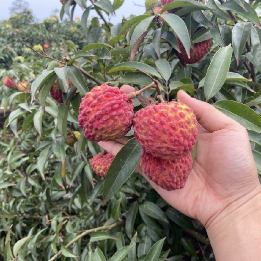 海南荔枝王荔枝新鲜应季水果水果支持一件代发落地配