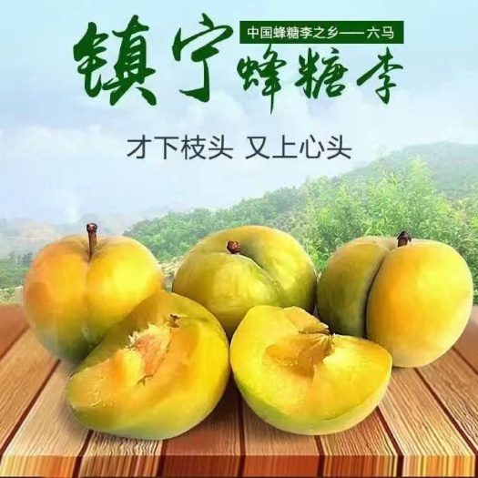 紫云县大雨过后的蜂糖李￼