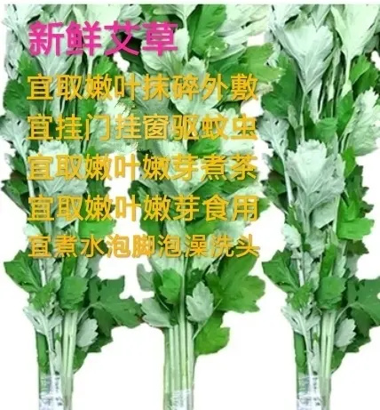 修文县端午艾草