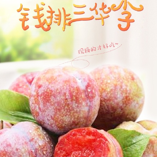 信宜市钱排三华李，即将大量的