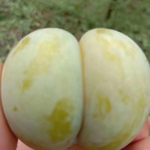 紫云县蜂糖李