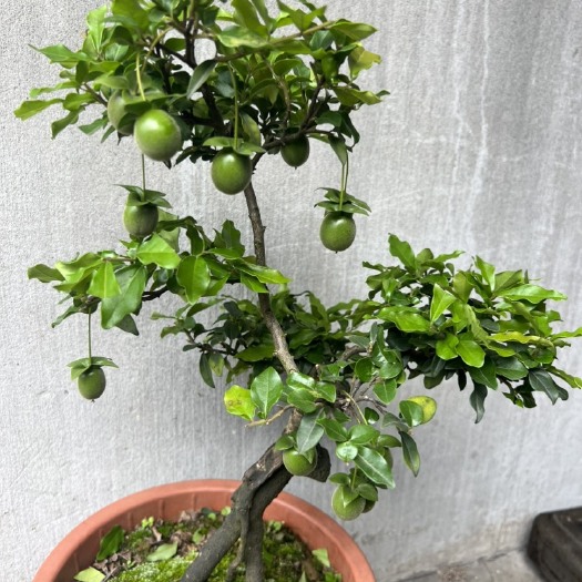 峨眉山市金弹子朱红（血菩提）品种 年功桩