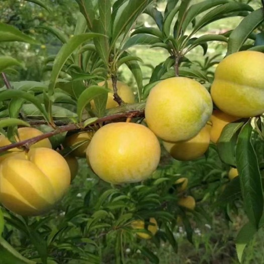 紫云县蜂糖李大量上市。￼