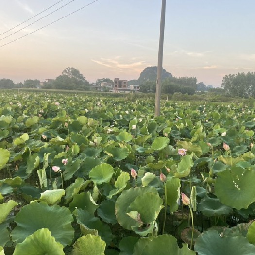 柳州一百亩水果莲蓬15天后上市，有没有老板？