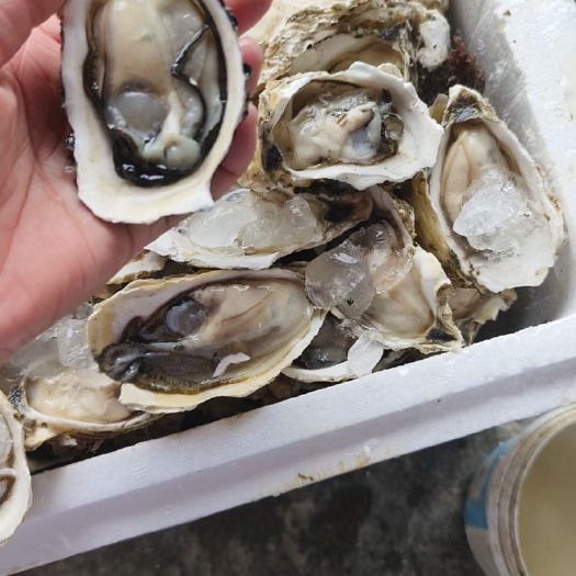 漳浦县大中小蚝，要的速度联系