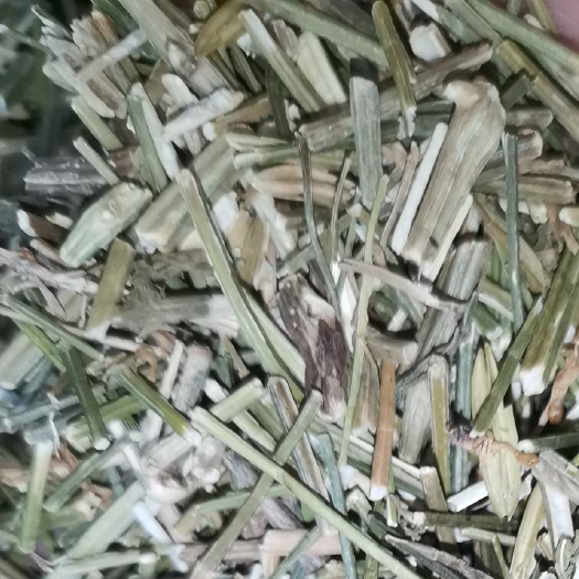 玉林穿心莲