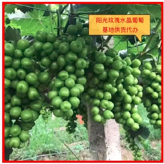 阳光玫瑰湖南产地海量货源实力代办