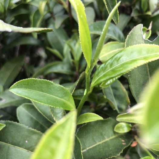 紫金县金萱绿茶