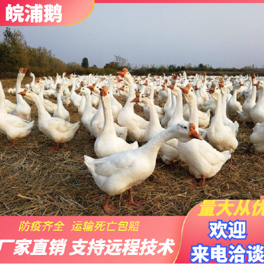 京山市皖浦白鹅，厂家直销，包运费，包预防