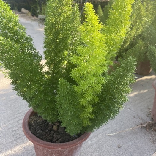 漳州狐尾天门东