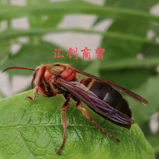 西畴县蜂蛹，胡蜂，马蜂，蜂产品批发零售