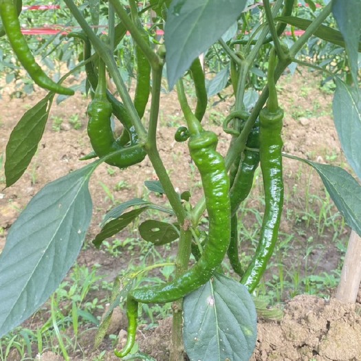永顺县头茬