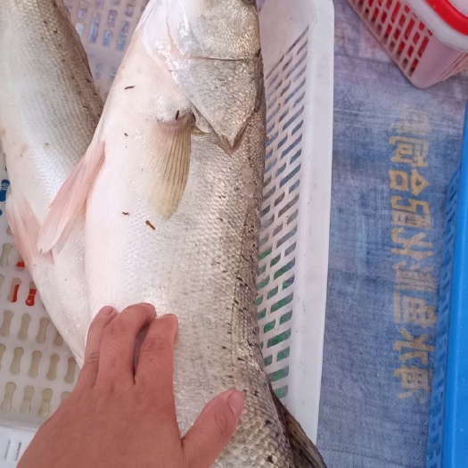 钦州海鲈鱼，黄鯛鱼，黑鯛鱼，沙尖鱼，全部钓口海鱼，