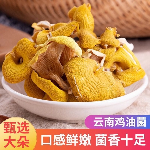 文山市农家山货 云南鸡油菌 天然无公害菌子 好吃又营养