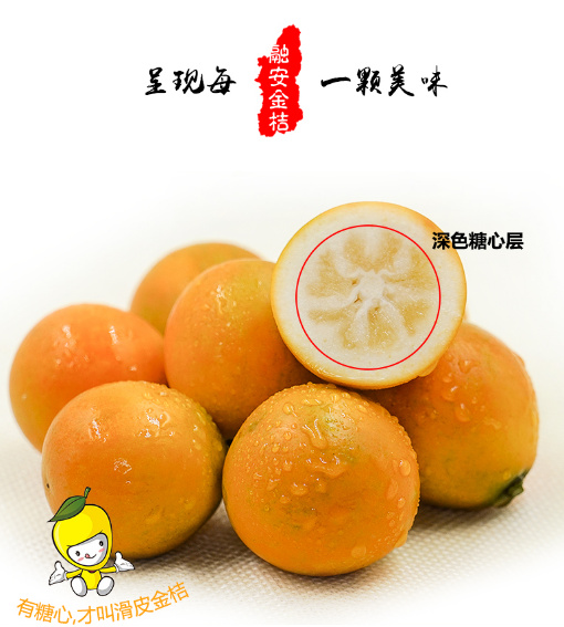融安县融安金桔滑皮金桔脆皮金桔支持一件代发整车发货主播直播提供场所