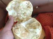 白玉籽石榴