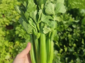 水果芹菜